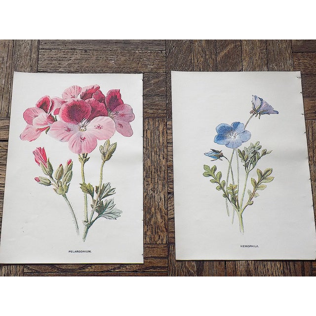 Realism Antique 19th Century Edward Hulme Botanical "Garden Flowers" Lithographs - Set of 12 - Super Price! For Sale - Image 3 of 9