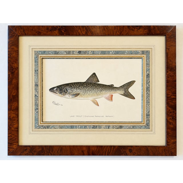 Lake Trout Fish Original Chromolithograph by Sherman F. Denton in Burl Wood Frame, 1897 For Sale - Image 4 of 5