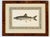 Lake Trout Fish Original Chromolithograph by Sherman F. Denton in Burl Wood Frame, 1897 For Sale - Image 4 of 5