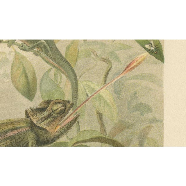 Late 19th Century P. J. Smit, Chameleons in Tropical Foliage, 1895, Color Lithograph For Sale - Image 5 of 10