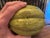 Beautiful Katherine Houston Porcelain Melon Sculpture For Sale - Image 9 of 16