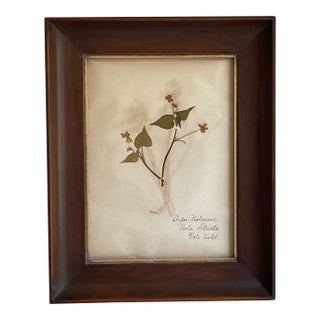 19th Century Swedish Herbarium, Violet - Woodland Collection For Sale