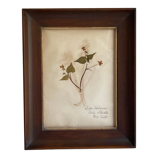 19th Century Swedish Herbarium, Violet - Woodland Collection For Sale