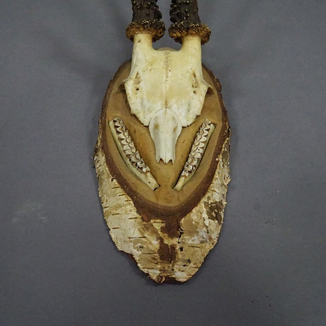 1930s Black Forest Red Deer Trophy on Birch Slice - 1935 For Sale - Image 5 of 7