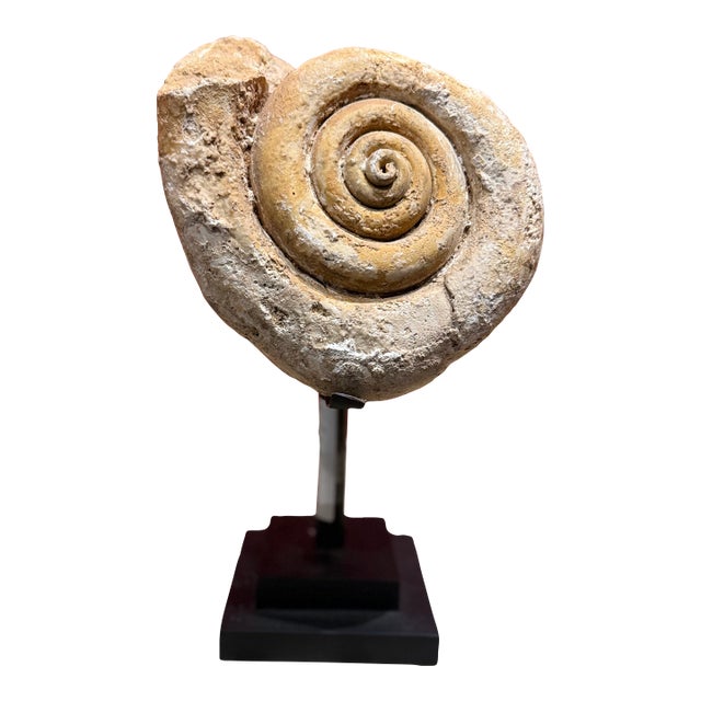 Fossiled Shell Petrified Stone For Sale