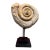 Fossiled Shell Petrified Stone For Sale