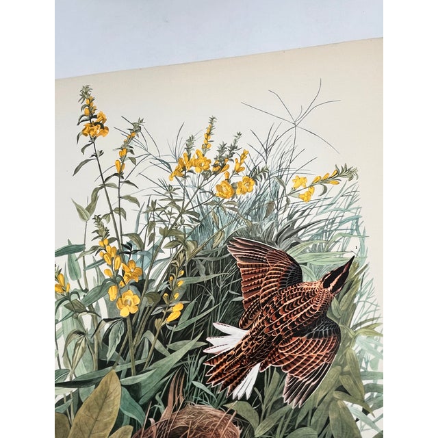 1964 Audubon Folio Lithograph Great Bird Paintings - "Meadow Lark" 17x14 For Sale In New York - Image 6 of 8