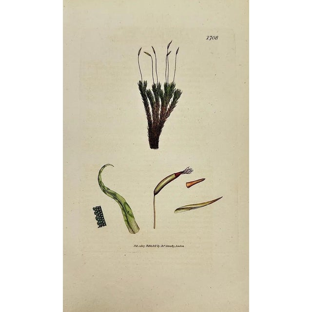 Presenting a captivating collection of eight authentic, hand-colored botanical and marine algae engravings by the esteemed...