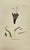 Presenting a captivating collection of eight authentic, hand-colored botanical and marine algae engravings by the esteemed...