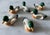 Set of 6 vintage ceramic napkin rings in the shape of mallard ducks featuring a green head, yellow bill and mottled body.