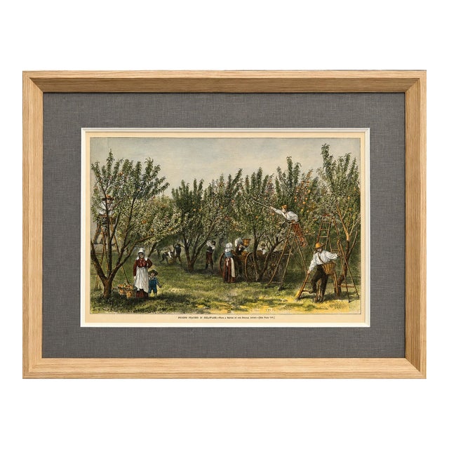 Peach Picking, Delaware Orchard - Hand-Colored Original Print, Framed (Dated 1878) For Sale
