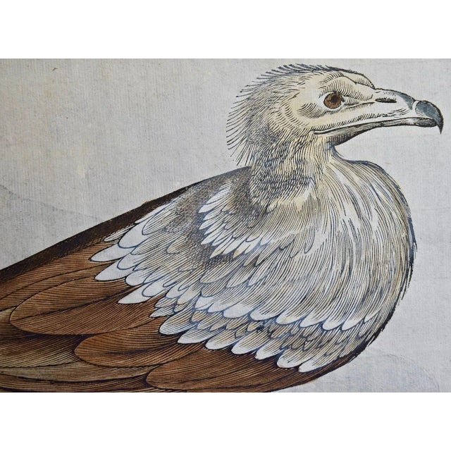 Realism Bird of Prey: A 16th/17th Century Hand-Colored Engraving by Aldrovandi, 1599 For Sale - Image 3 of 6