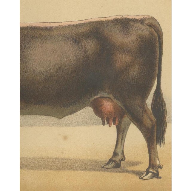 After Charles Olivier de Penne, Schwyz Cow with Bell, Swiss Brown Cattle, 1863, Chromolithograph For Sale - Image 6 of 9