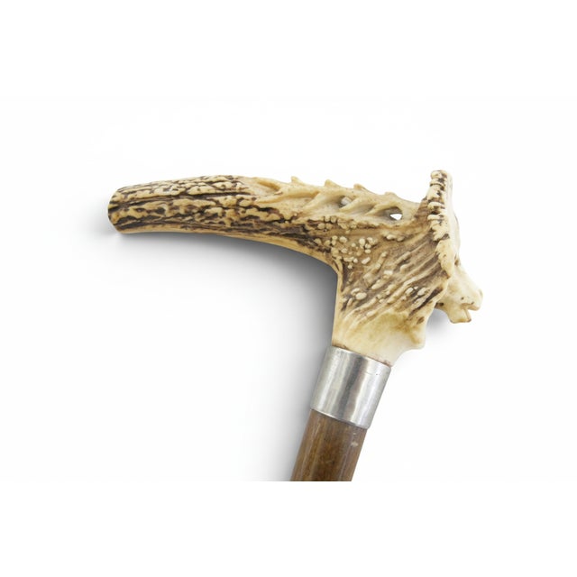 Antique walking stick cane with a carved stag antler handle showing a finely carved hooded reindeer with elongated...