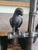 Vintage Bronze Table Lamp With Two Parrots For Sale - Image 13 of 17