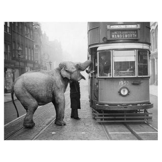 'Hungry Elephant' Unframed Archival Pigment Print For Sale