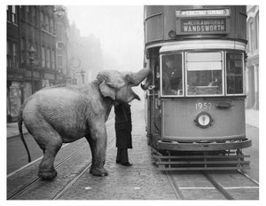 'Hungry Elephant' Unframed Archival Pigment Print