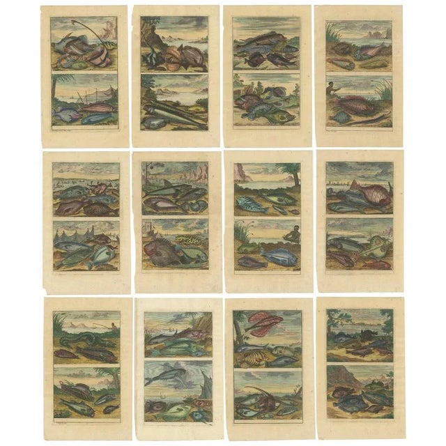 Set of twelve antique prints of various fish species and marine life. These print originate from 'Oud en Nieuw Oost-...