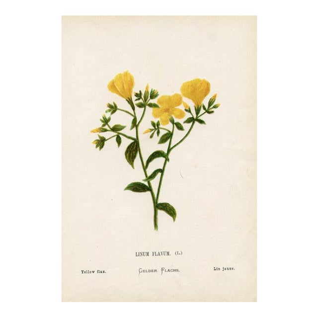 Antique Botanical Print, Yellow Flax, 1870s, Holy Land Wildflowers, Original Lithograph, England For Sale
