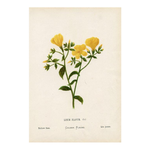 Antique Botanical Print, Yellow Flax, 1870s, Holy Land Wildflowers, Original Lithograph, England