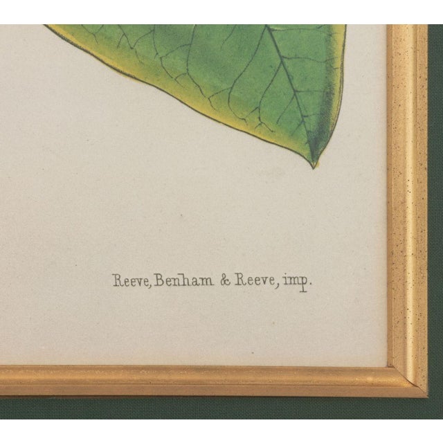 Walter Hood Fitch Botanical Offset Lithographs, 2 For Sale - Image 15 of 16