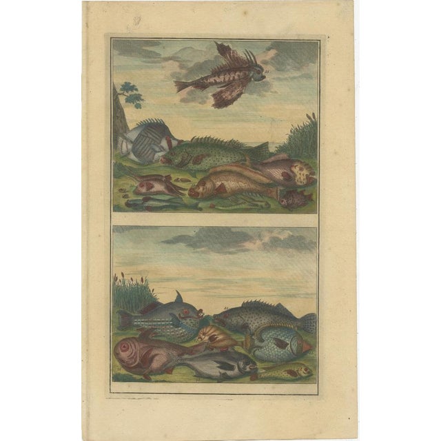 F. Valentijn, Fishes and Crustaceans, 1726, Paper, Set of 12 For Sale - Image 9 of 14