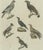 Various African Birds, Paper For Sale - Image 4 of 6
