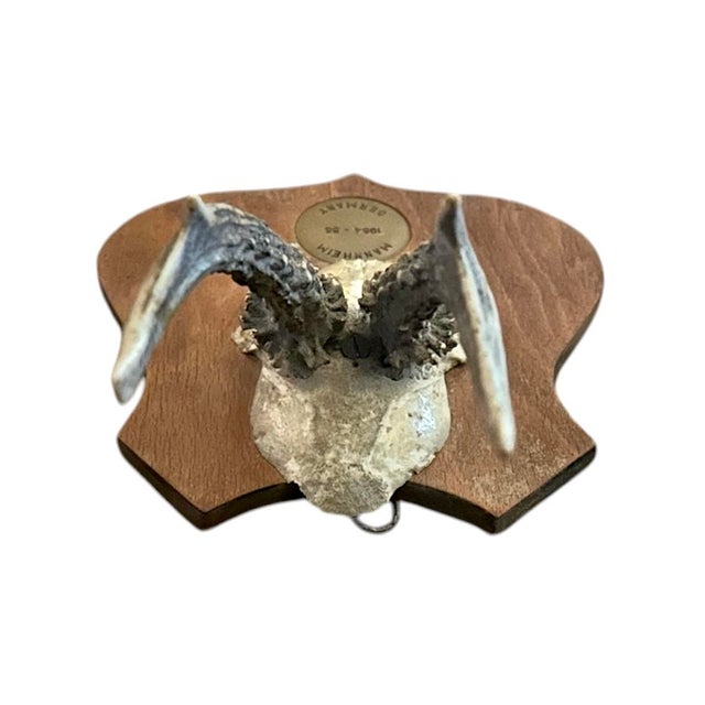 Rustic European Vintage Black Forest German Trophy Mounted Roe Deer Antlers on Shield Back Wooden Plaque For Sale - Image 3 of 6