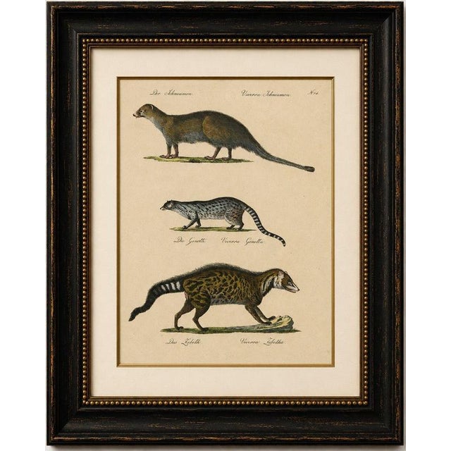 Black Brodtmann, Egyptian Mongoose, Genet & Civet, 1816, Lithograph For Sale - Image 8 of 9
