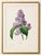 Paper Lilac by Redouté, Vintage Botanical Art Print, 12" X 16" For Sale - Image 7 of 9