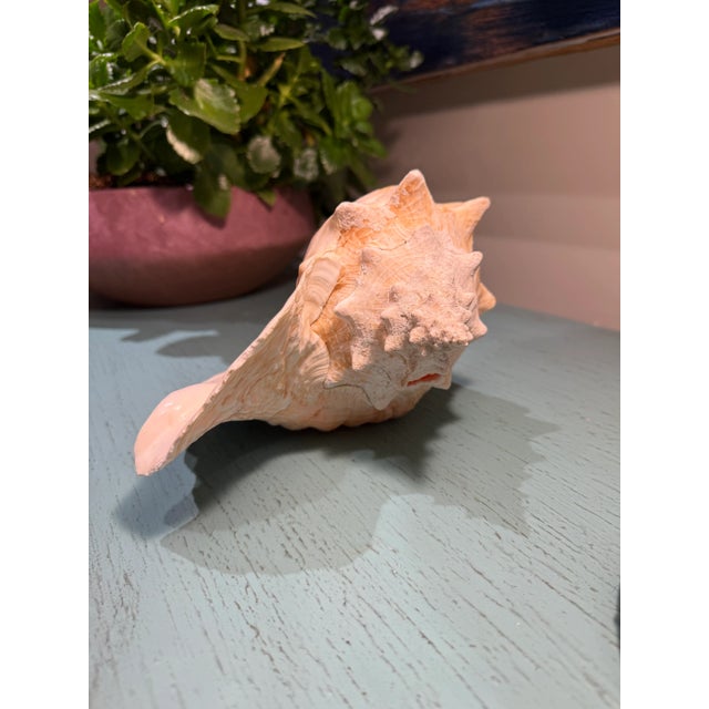 Large Natural Conch Seashell For Sale - Image 6 of 10