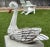 Wooden Swan Carved and Painted Decoy Sculpture For Sale - Image 4 of 10