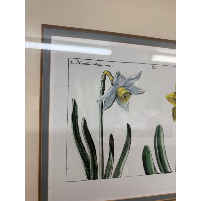 Wood Daffodil Botanical Art Print, Framed For Sale - Image 7 of 12