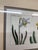 Wood Daffodil Botanical Art Print, Framed For Sale - Image 7 of 12