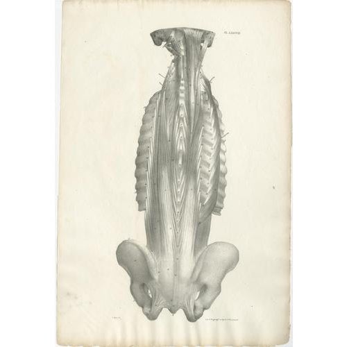 Jules Cloquet, French Anatomical Lithographs of the Spine and Pelvis, 1821, Lithograph, Set of 3 For Sale - Image 4 of 10