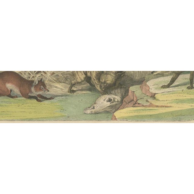19th Century Antique Grizzly and Black Bear Print with Wolf and Fox and Raccoon, 1890 For Sale - Image 5 of 12