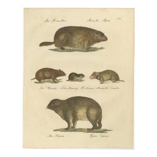 Brodtmann, Alpine Marmot, Hamster, Lemming & Rock Hyrax, 1816, Lithograph For Sale