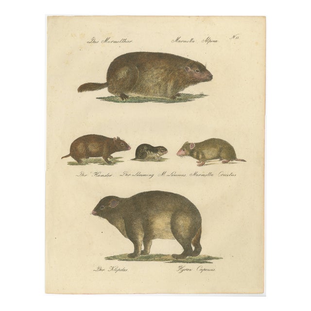 Brodtmann, Alpine Marmot, Hamster, Lemming & Rock Hyrax, 1816, Lithograph For Sale