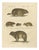 Brodtmann, Alpine Marmot, Hamster, Lemming & Rock Hyrax, 1816, Lithograph For Sale