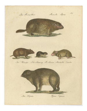Brodtmann, Alpine Marmot, Hamster, Lemming & Rock Hyrax, 1816, Lithograph
