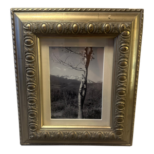 Late 20th Century Mountain Landscape & Aspen Tree Photography Art