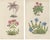Arctic Bramble and Spring Gentian, 1874, Paper, Set of 2 For Sale - Image 10 of 10