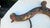 19th-Century Carved and Painted Wooden Horse Collar For Sale - Image 3 of 10