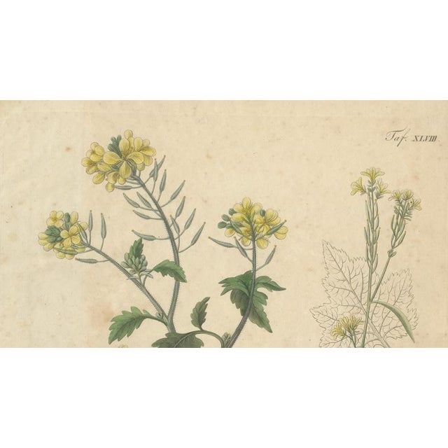 White & Black Mustard, 1831, Paper For Sale - Image 3 of 10