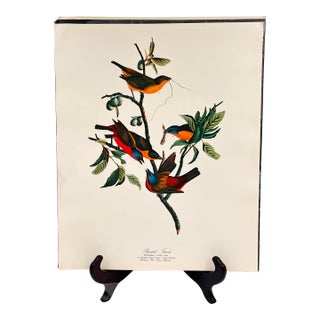 1964 Audubon Folio Lithograph Great Bird Paintings - "Painted Finch" 17x14 For Sale