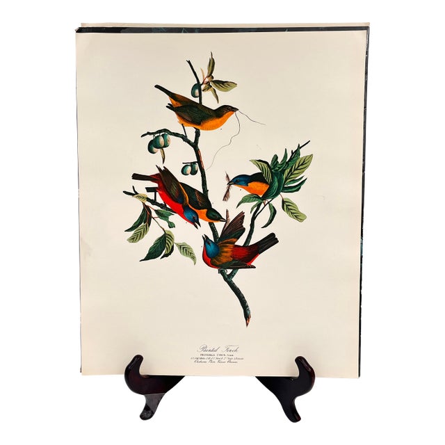 1964 Audubon Folio Lithograph Great Bird Paintings - "Painted Finch" 17x14 For Sale
