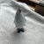 Precious figurine of a penguin sculpture handmade in Murano without a stamp used, free hands only. So, each piece is...