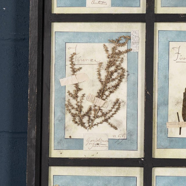 20th Century Italian Large Oak Frame with Pressed Flowers and Herbs For Sale - Image 10 of 18