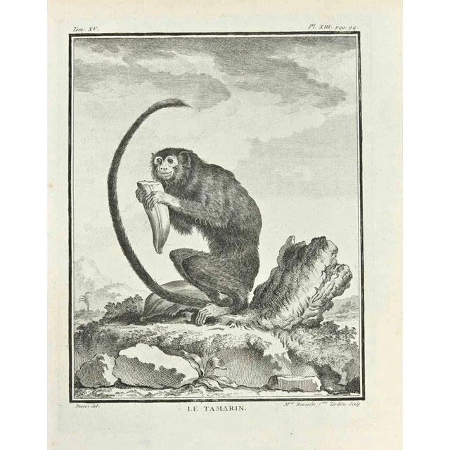 Le Tamarin is an etching realized by Juste Madeline Rousselet in 1771. It belongs to the suite "Histoire Naturelle de...