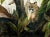 Original Oil Painting of Three Cougars, Winner at California Art Show. Charming naive realism painting by the winner of...